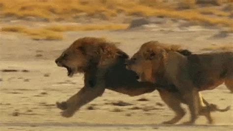 Lion Running GIF - Lion Running Roar - Discover & Share GIFs