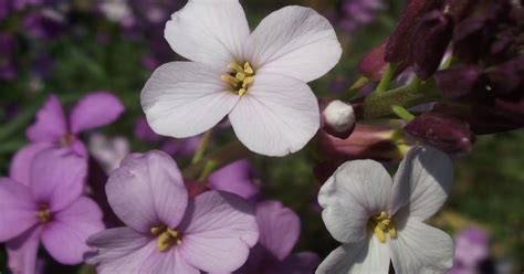 What ho Hidcote!: Sissinghurst plants