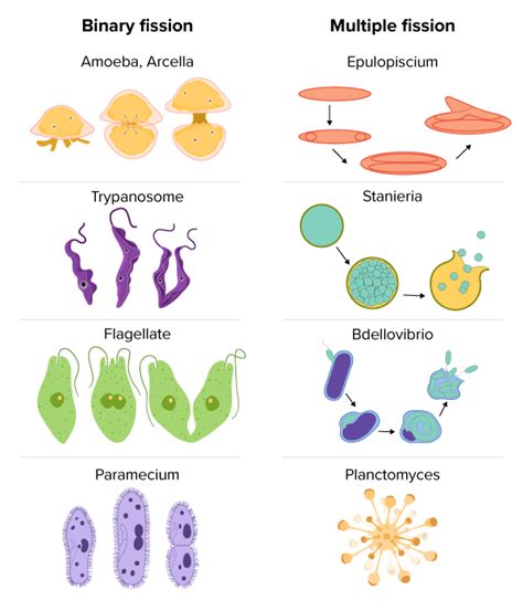 Which Statement Best Describes the Process of Asexual Reproduction ...