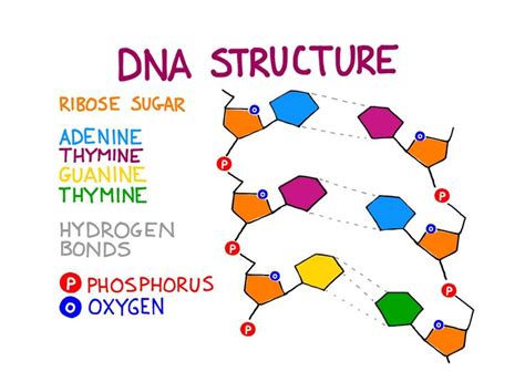 Color coded molecular structure of the DNA molecule | Molecule diagram ...