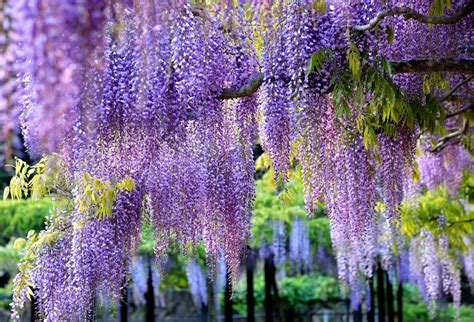 Wisteria Tree Wallpapers - Top Free Wisteria Tree Backgrounds ...