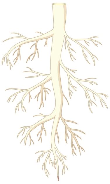 Free Vector | Isolated Root of Plant in Vector Cartoon Style