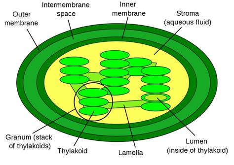 Chloroplast Diagram - Pictures, Photos & Images of Plants - Science for ...