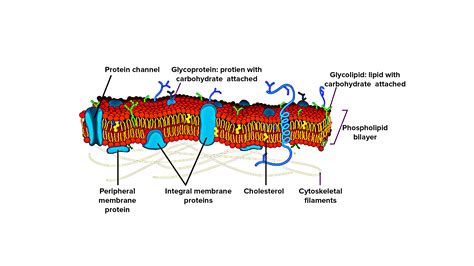 What is the basic structure of a cell membrane?