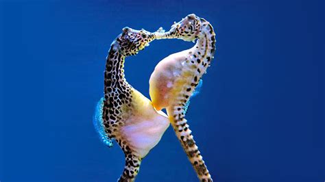 Different Types Of Seahorse Species: The Most Extreme, 60% OFF