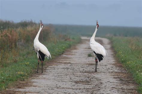 Whooping Crane Habitat