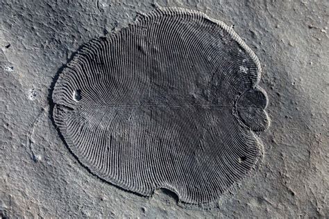 Dickinsonia, The Oldest Animal Known To Date: 558 Million-Years-Old ...