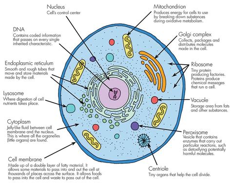 Animal cell vesicle function