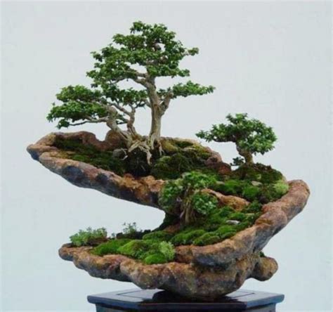 30+ Attractive Bonsai Indoor Trees Ideas For Indoor Decorations ...