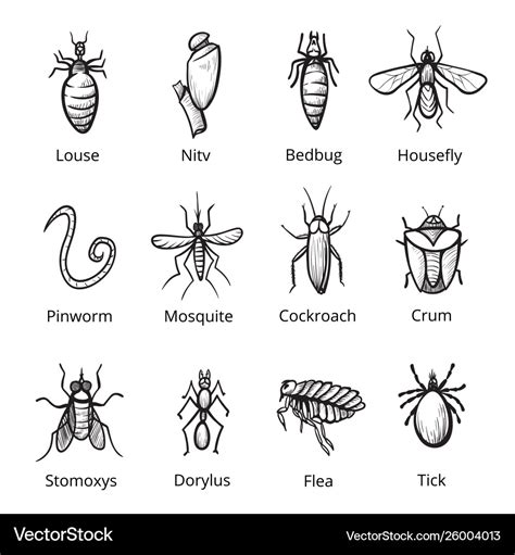 Insect parasite icon set bugs with names Vector Image