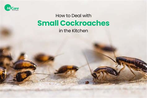 Top 7 DIY Home Remedies for Cockroaches Control in Kitchen