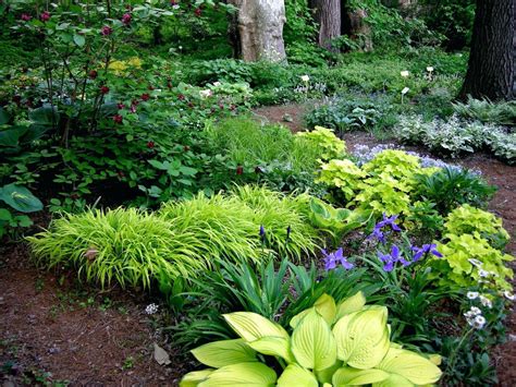 shade perennials zone 7 garden designs foundation shrubs 7a (With ...