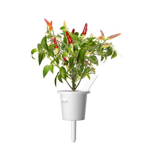 Red Hot Chili Pepper Plant Pods | Click & Grow