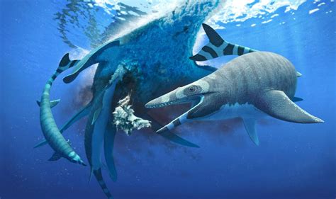 mosasaur for Sale,Up To OFF53%