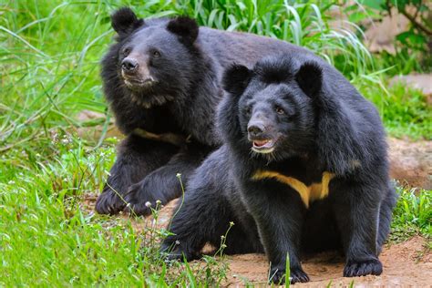 Meet Vietnam's Adorable Moon Bears