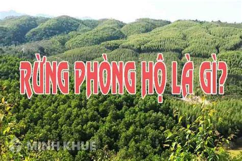 Rừng phòng hộ là gì? Vai trò, chức năng của rừng phòng hộ