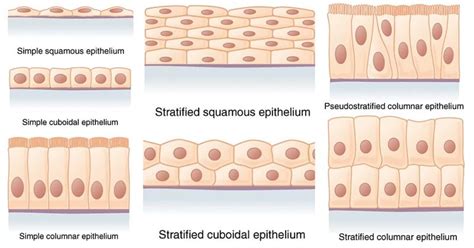 Epithelial Tissue - Definition, types, functions, examples