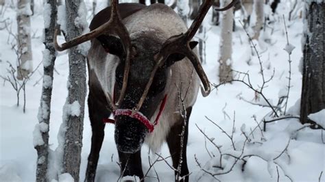 Girl Meets Santa's Reindeer Near North Pole! - Family Version - YouTube