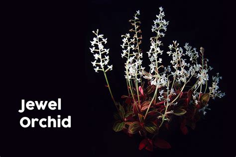 Jewel Orchid (Ludisia Discolor) - How to Grow and Care for Jewel Orchids