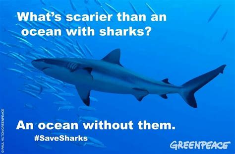 SAVE THEM! | Eva's Save The Sharks Blog