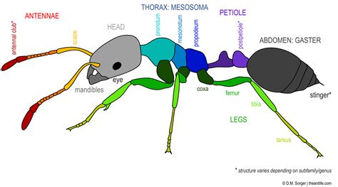 Ant Body Parts Labeled