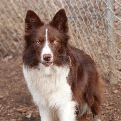 99+ Australian Shepherd Border Collie Mix Puppies For Sale Indiana ...