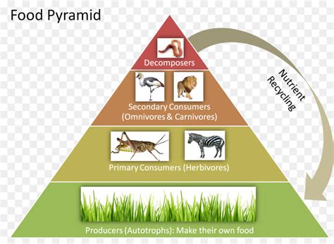 Gambar Piramida Rantai Makanan – cari