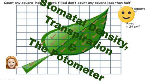 How To Calculate Stomatal Density