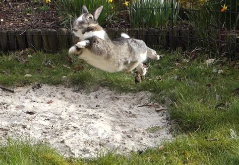 Binky action from Mausi! : Rabbits