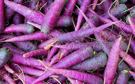 15 Facts About Purple Carrot - Facts.net