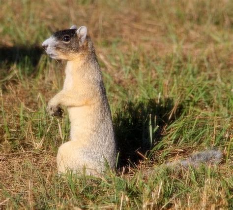 Parker's Barkers: Florida Fox Squirrel