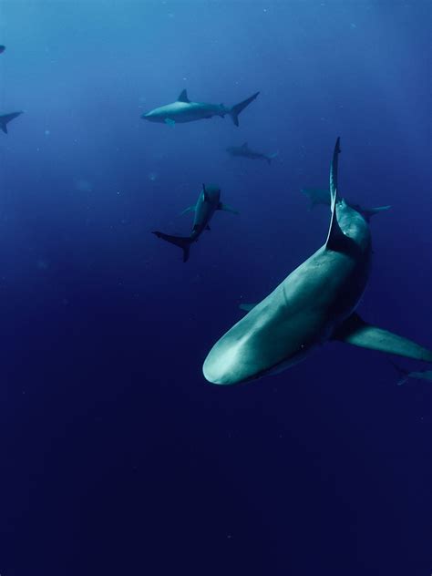 San Diego Shark Attacks in 2025: Everything You Need to Know