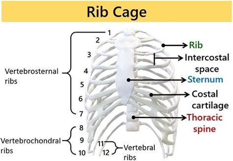 What is the Anatomy of Rib Cage? Thoracic Vertebrae, Ribs & Sternum ...