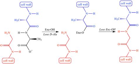 Illustrated Glossary of Organic Chemistry - Peptidoglycan