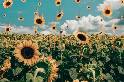 Aesthetic Sunflower Computer Wallpapers - Top Free Aesthetic Sunflower ...