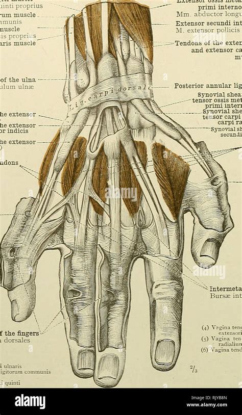 Extensor indicis hi-res stock photography and images - Alamy