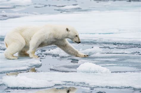 Five surprising effects of Arctic climate change | by WWF | WWF ...