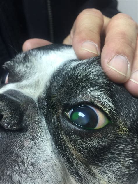 corneal ulcer | Cat eye problems, Eye problems, Dog cat