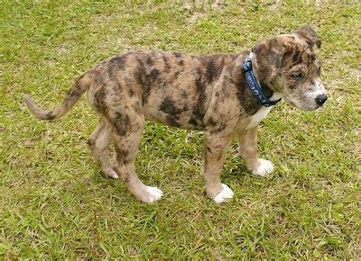 Catahoula Bulldog (Catahoula Leopard Dog-American Bulldog Mix) Info and ...