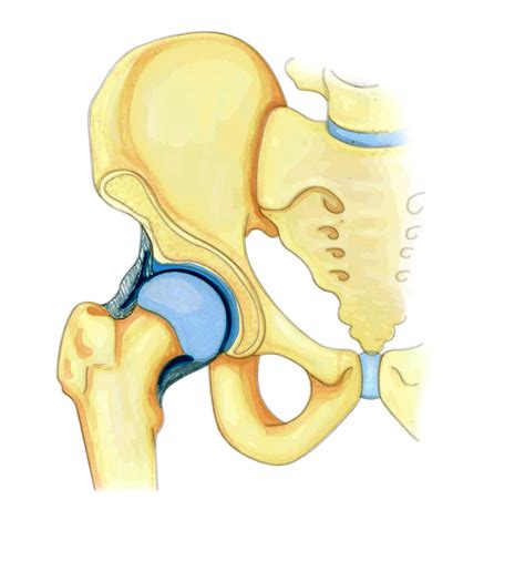 Hip Structure