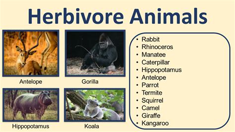 Carnivores Animals Pictures With Names