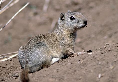 California Ground Squirrel Diet dcgala - Flying Squirrels