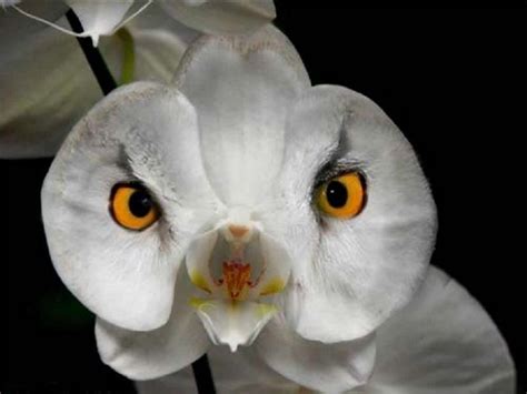 The Owl Orchid - another "Moth" Phalaenopsis orchid. | Strange flowers ...