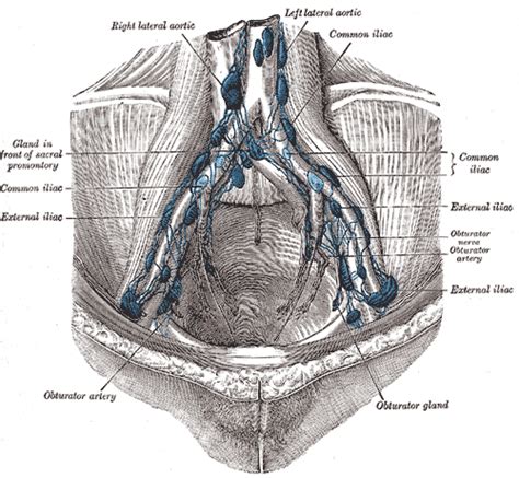 External iliac lymph nodes - wikidoc