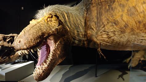 What Did T. Rex Look Like? A New Exhibit Has the 'Ultimate Predator' in ...