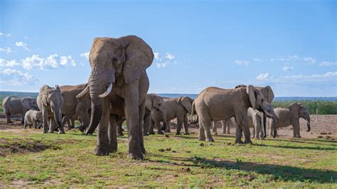 Catch A Glimpse Of Incredible Elephants At This Park In South Africa