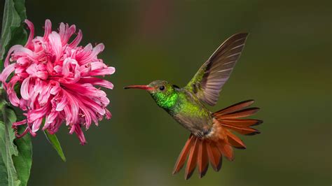 The 37 Most Spectacular Hummingbirds! | FallinPets