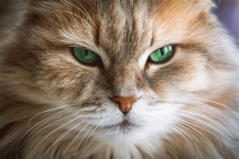 Do Most Cats Have Green Eyes? How Typical It Is & FAQ | Hepper