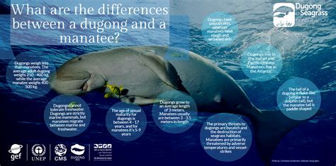 Everything you need to tell dugongs and manatees apart courtesy of ...