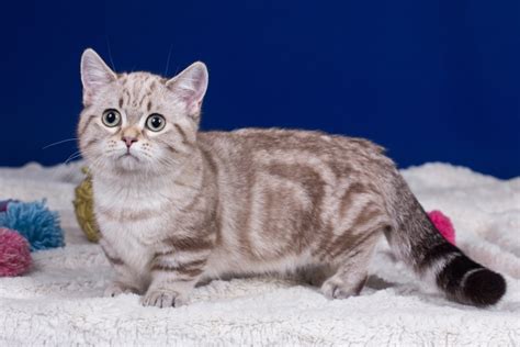 24+ Long Haired Munchkin Cat - RizvanShanai